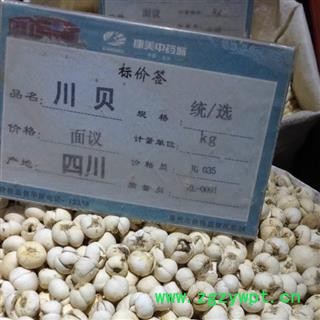 川贝母 川松贝  产地 四川省图4