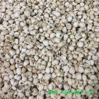 川贝母 川松贝  产地 四川省图3