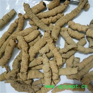 巴戟天 手选个 特级个 产地 广东省图2