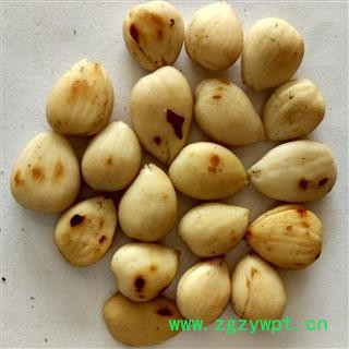 苦杏仁 去皮 炒苦杏仁 产地 河北省保定市图2