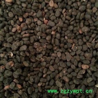 补骨脂 补骨脂饱满统货 产地 广西壮族自治区南宁市图2