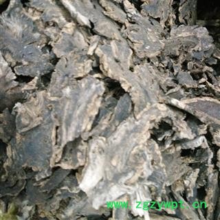 北玄参 玄参头  玄参头子 玄参头片 含量达标 产地 河南省图2