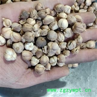 白豆蔻 白豆蔻选货 新货 干度好  产地 海外印尼图3