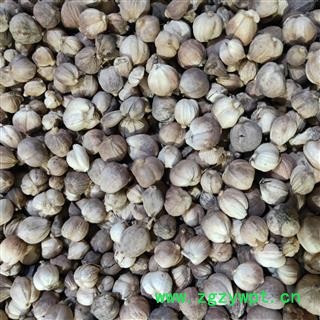 白豆蔻 白豆蔻选货 新货 干度好  产地 海外印尼图2