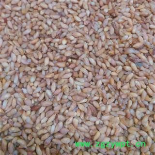 柏子仁1000克促销批发 柏子仁精选货 产地 山东省东营市垦利县 大货批发价图2