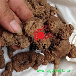 黄精 姜型黄精个 产地 云南省图3