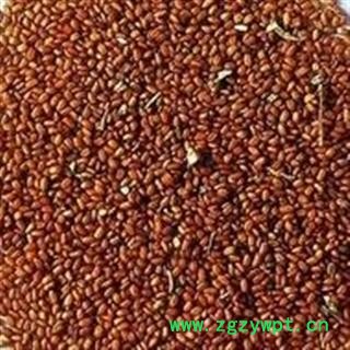 葶苈子 葶苈子 产地 安徽省图2