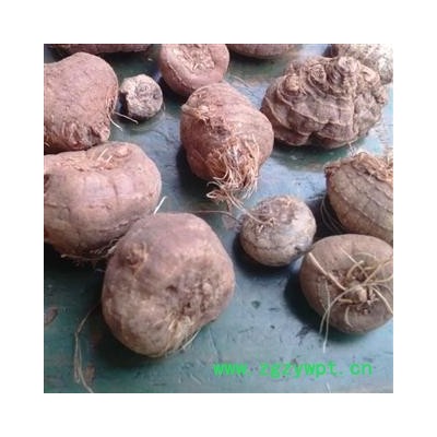 山慈菇 毛慈菇统货 产地 云南省 凯捷中药