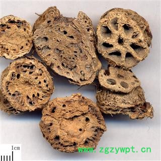 藕节 生藕节统货 产地 安徽省淮南市潘集区图2