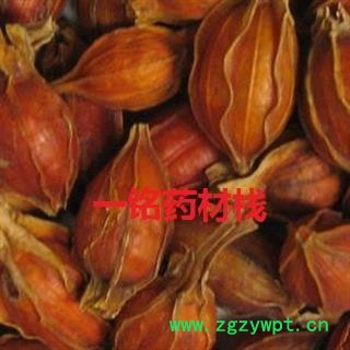 栀子 江西红栀子小选个 产地 江西省图2