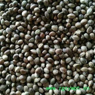 火麻仁 带壳火麻仁 新货 颗粒饱满 产地 河北省保定市图2