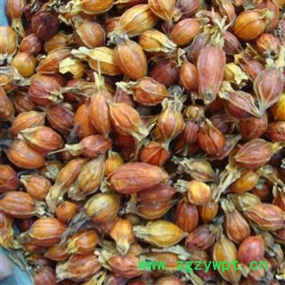 栀子 江西红栀 打碎 栀子米 产地 江西省九江市图3