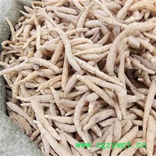 太子参 精品 太子参大选200 产地 贵州省图3