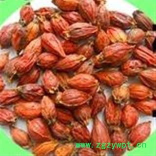 山栀子 江西红栀子小选个 产地 江西省图2