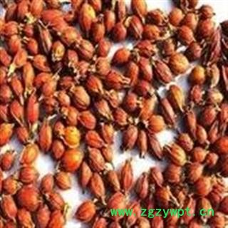 山栀子 江西红栀子小选个 产地 江西省图3