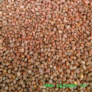 莱菔子 莱菔子统货 产地 山东省图3