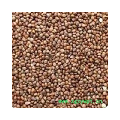 紫苏子 紫苏子净货 产地 山东省