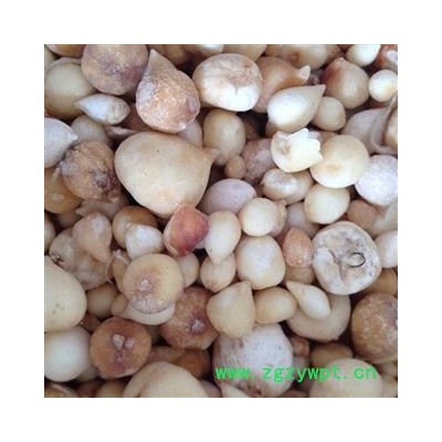 光慈姑 统货 产地 云南省