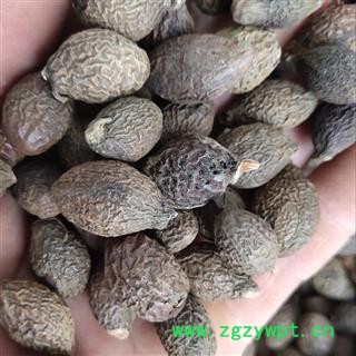 胖大海 产地 广西壮族自治区南宁市图4