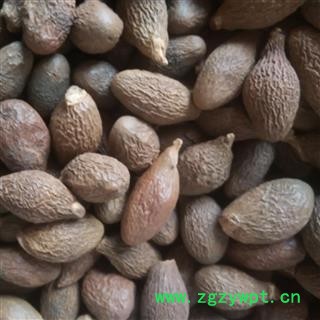 胖大海 产地 广西壮族自治区南宁市图3