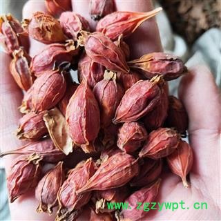 栀子  炒栀子个 栀子米 规格齐全 今年新货 无虫蛀无霉 产地 福建省泉州市图4