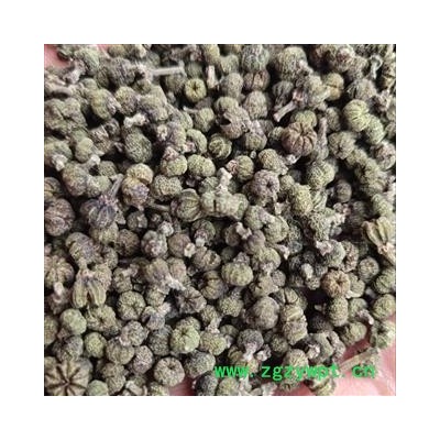 吴茱萸 吴茱萸江西青中花 颗粒 无开裂  圆果 选货 产地 江西省萍乡市