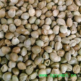 火麻仁 火麻仁大粒 产地 甘肃省图3