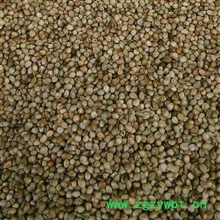 火麻仁 火麻仁大粒 产地 甘肃省图2