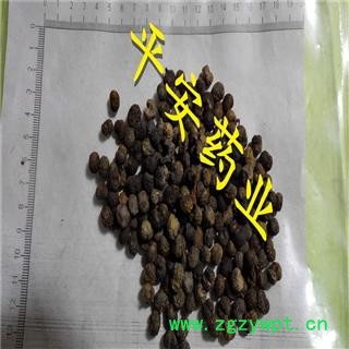 棕榈子 败棕子 棕树果 栟榈 棕树 山棕 棕葵花 棕榈籽图2