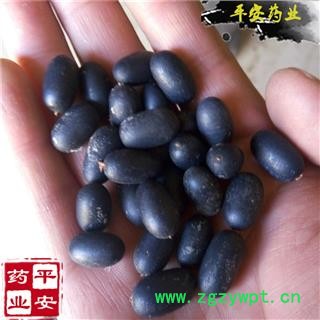 双肾子 苦石莲子 南蛇藤果图2