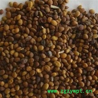 小丽百草行苦豆子今年新货图2