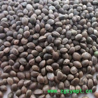 小丽百草行火麻子 火麻 干净图2