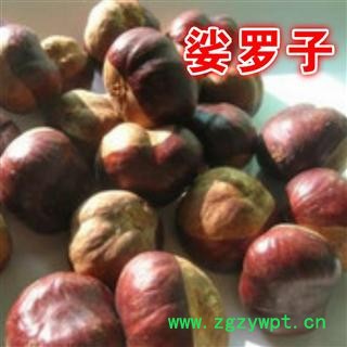 小丽百草行新货中药材娑罗子新货颜色好图2