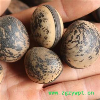 小丽百草行大花豆 菩提豆大木鱼果，花豆，菩提子图2