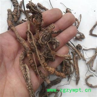 中药材 西藏野生 胡黄连 胡连 胡黄连 胡黄莲图3