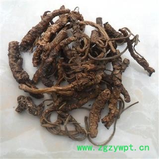 中药材 西藏野生 胡黄连 胡连 胡黄连 胡黄莲图4