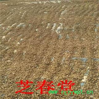 芝春堂 无硫中药材板蓝根 东北散装板蓝根大青根量大从 优代磨粉图4