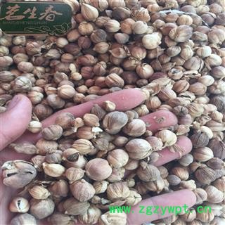 白豆蔻 白豆蔻统货 茗生春药材总公司 一手货源 7天无理由退换图2