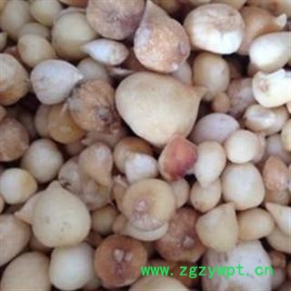 精品光慈姑选货 山慈菇 质量好价格低 产地直销 产地 云南省图2