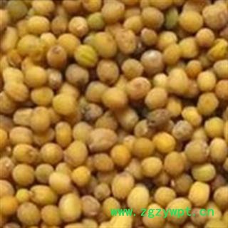 芥子 黄芥子净货 产地 河南省图2