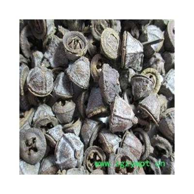 桉树果 统 产地 云南省