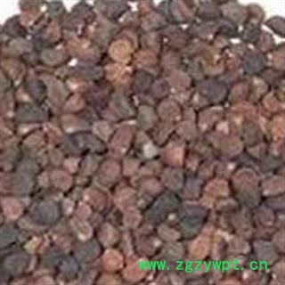 牵牛子 牵牛子黑丑统货 产地 河南省图2