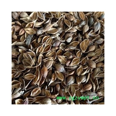 精品无硫连翘 老翘（黄翘）选货 过筛 无子 味道浓郁 产地 山西省