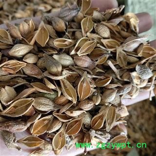 精品无硫连翘 老翘（黄翘）选货 过筛 无子 味道浓郁 产地 山西省图2