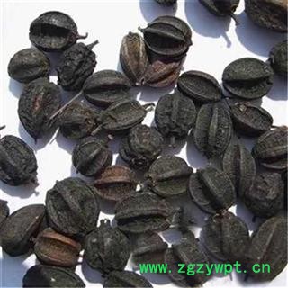 芝春堂 冷背中药材批发 无硫 正品 东北刺五加 刺五加根皮 刺五加枝片 刺五加皮 刺五加子 刺五加茶 支持验货图4