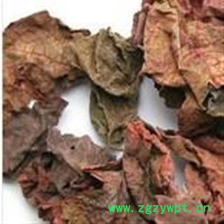 小丽百草行 紫背天葵草 红水葵 红天葵 散血子图2