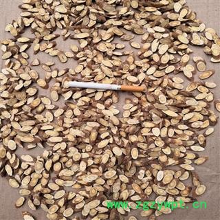 芝春堂 中药材供应 道地 无硫正品 红芪 无硫 红芪 甘肃 一件代发图4