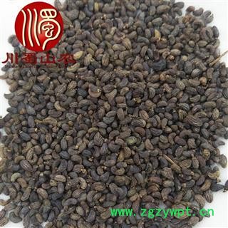 女贞子腰果形状选货散装1公斤起批产地直供冬青子川蜀山农中药材批发图4