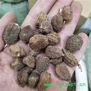 砂仁 国产砂仁嫁接货。高质量高含量 产地 广东省图4
