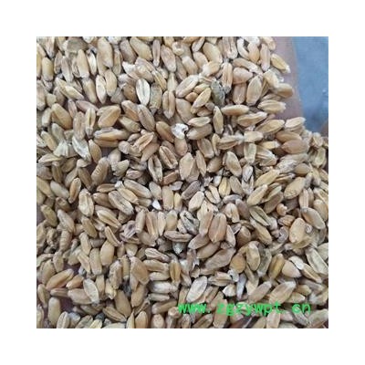 浮小麦 浮小麦净货 产地 山东省